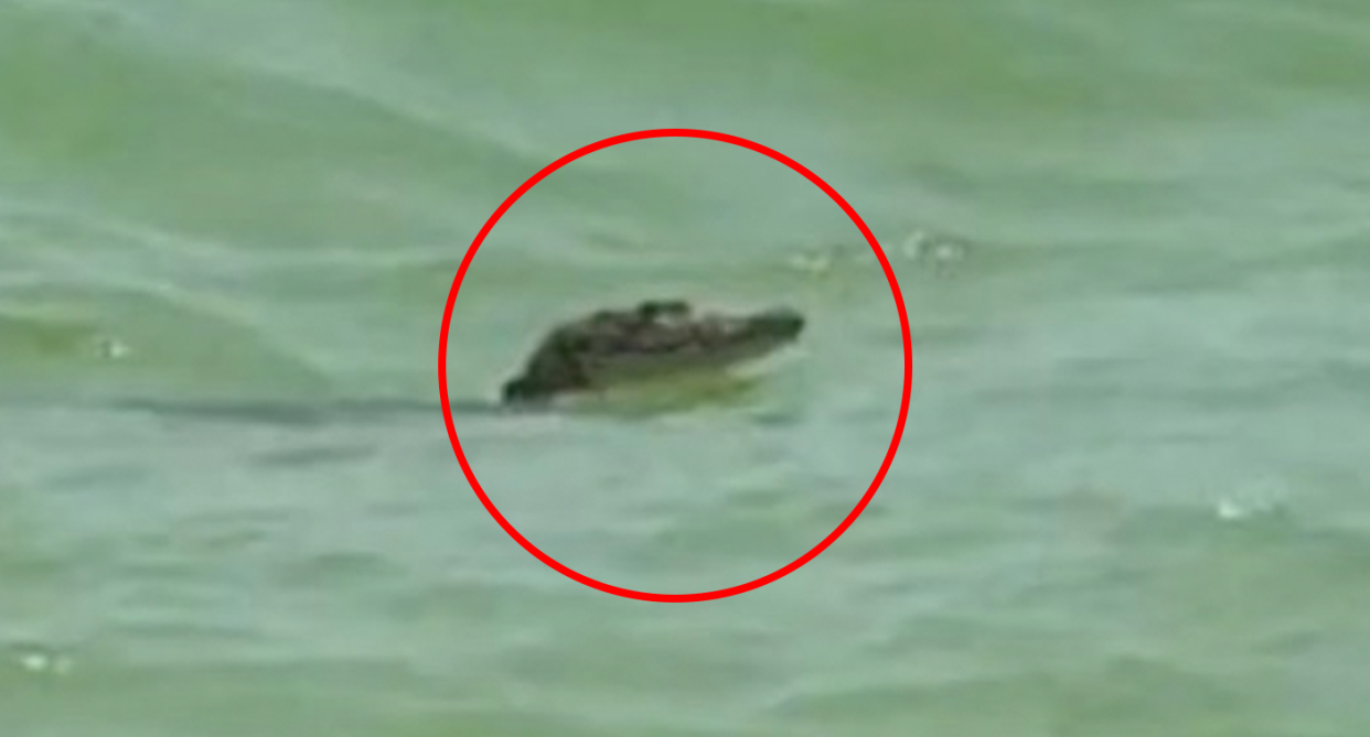 A crocodile has been spotted in the waves at Celestún in Mexico. 