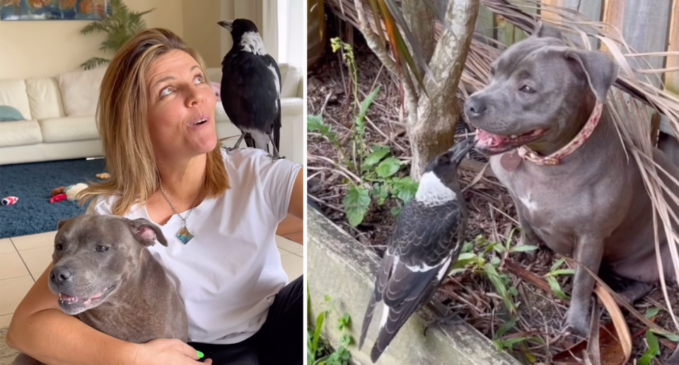 Juliette Wells pictured here with Molly the magpie and her pet staffy Peggy. 