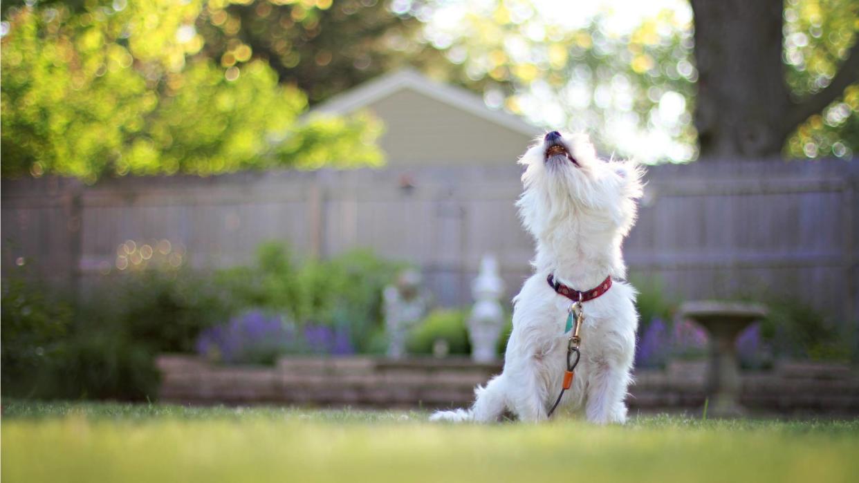  West highland white terrier barking in a garden. 