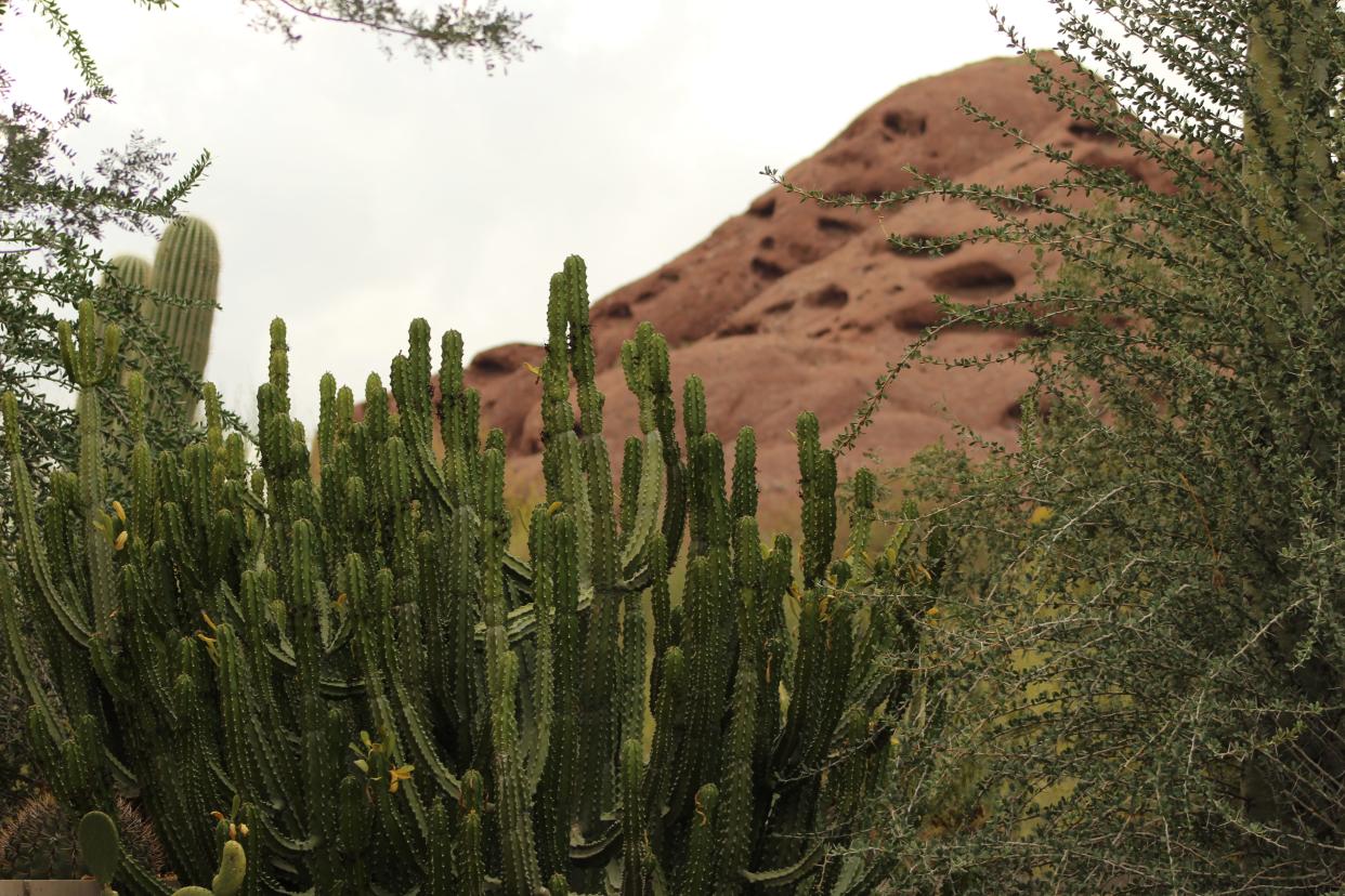 San Pedro Cacti at the Desert Botanical Garden in Phoenix. A recent study shows botanical gardens are biodiversity hotspots for butterflies.