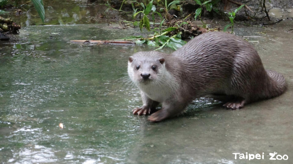 北市動物園今天下午15時至16時與金門縣結合水獺生態共同舉辦限時快閃體驗活動。   圖：台北市立動物園／提供