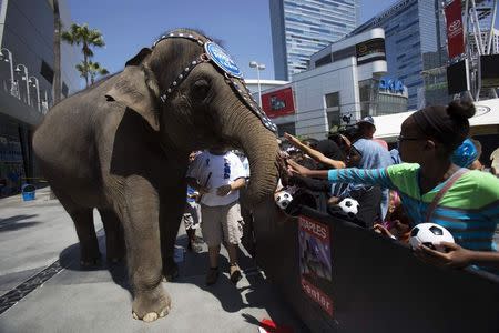 Kelly Ann, an elephant from Ringling Bros. and Barnum & Bailey circus, is petted by children during a promotional event linked to the Brazil 2014 World Cup, in Los Angeles, California in this file photo taken July 9, 2014. REUTERS/Mario Anzuoni