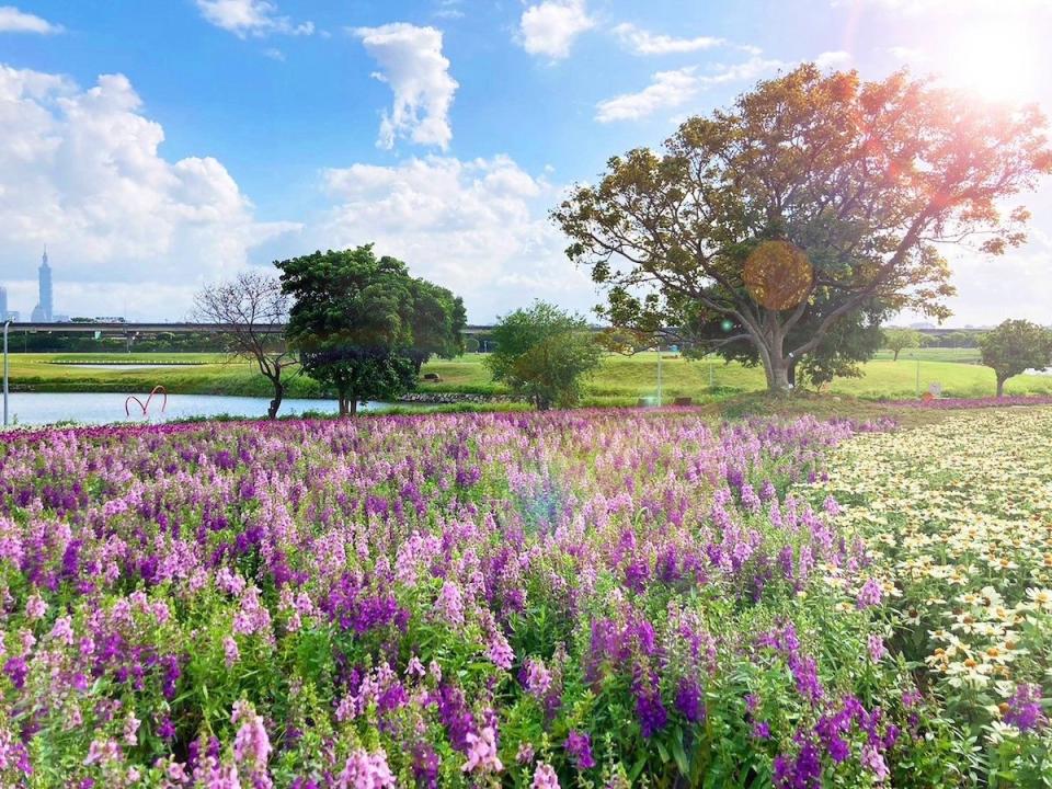 （圖片來源：台北市水利處）