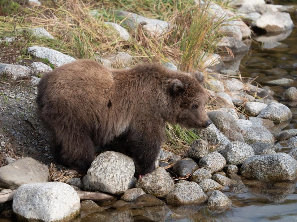 Bear 806 Jr. is already a winner as 2023's Fat Bear Week Junior champion.