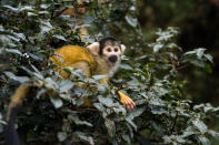 <p>Der Londoner Zoo beherbergt über 700 Tierarten, die einmal im Jahr durchgezählt werden. Dieser Totenkopfaffe beobachtet die Prozedur von seinem Lieblingsplatz aus. (Wiktor Szymanowicz/Barcroft Media/Getty Images) </p>