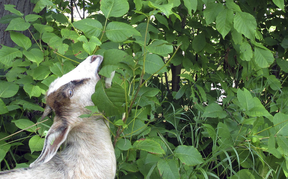 A goat grazes on poison ivy along a recreational path in the capitol city of Montpelier, Vt., on Wednesday, Aug. 8, 2018. The city has tried to get rid of the poison ivy but has been unable to control it using organic treatments, so decided to employ goats. (AP Photo/Lisa Rathke)