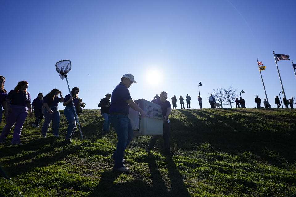 Personnel from the LSU School of Veterinary Medicine's Wildlife Hospital carry a bald eagle that was treated by the hospital, to be released with the ceremonial help of LSU had football coach Brian Kelly, along the Mississippi River in Baton Rouge, La., Friday, Feb. 2, 2024. Radiographs showed she had a left coracoid fracture. The coracoid bone is important for birds because it helps them with flight. Faculty, staff, and students at LSU Vet Med provided her with pain relief and cage rest, and is now fully flighted and ready to be released. (AP Photo/Gerald Herbert)