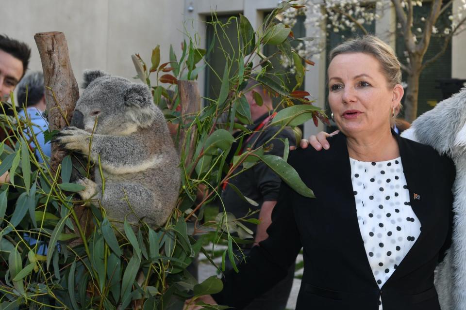 woman stands next to koala