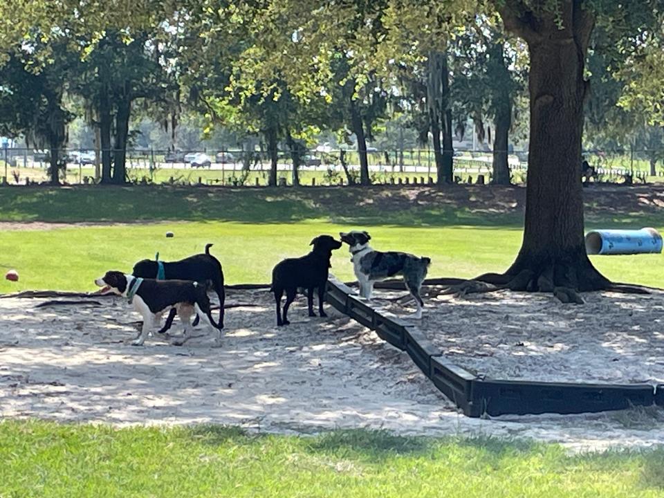 Dogs playing at the city dog park.
