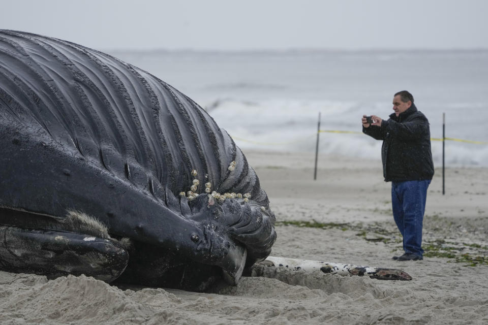 A man takes pictures of a dead whale in Lido Beach, N.Y., Tuesday, Jan. 31, 2023. The 35-foot humpback whale, that washed ashore and subsequently died, is one of several cetaceans that have been found over the past two months along the shores of New York and New Jersey. (AP Photo/Seth Wenig)