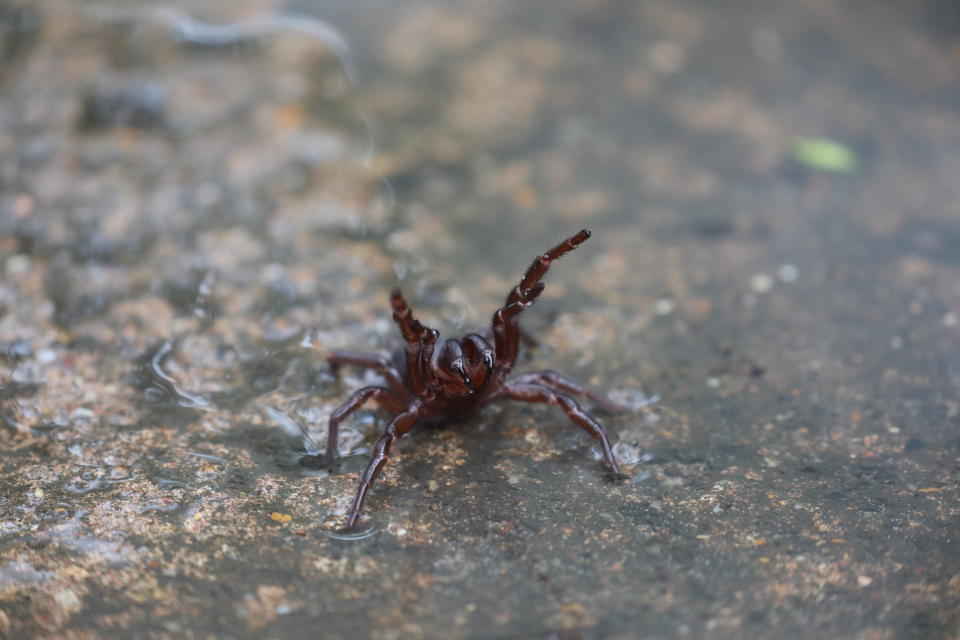 A funnel web spider is pictured.