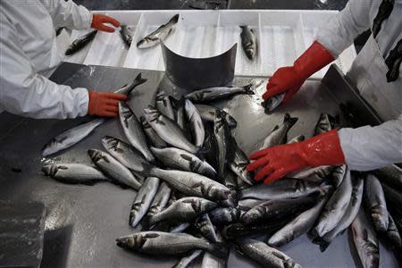 Workers collect sea bass inside a packing station of Selonda fish farming company near Sofiko village, about 100 km (62 miles) southwest of Athens November 12, 2013. REUTERS/Yorgos Karahalis