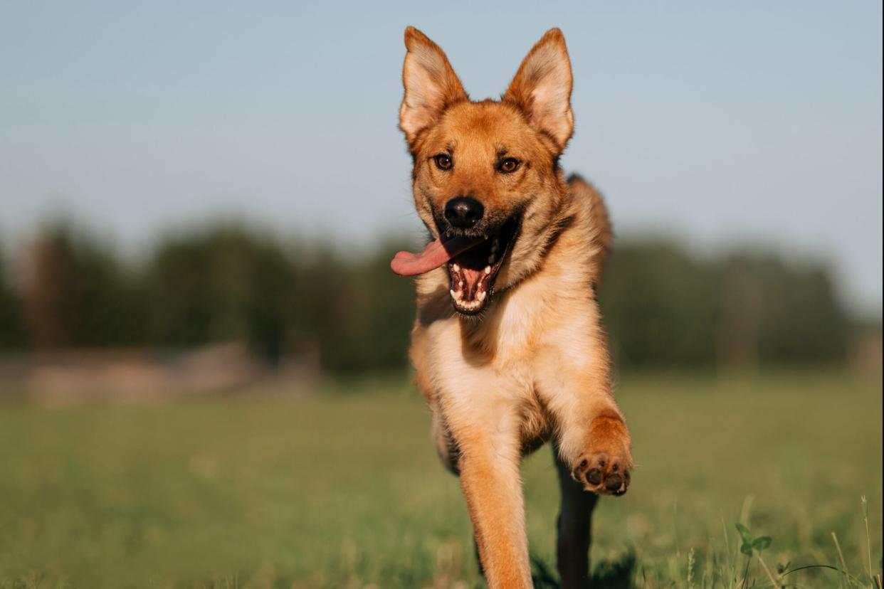 red mixed breed dog running on a field in summer