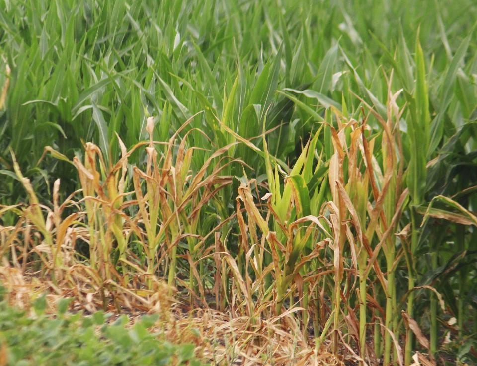 Stressed corn has been common this summer thanks to severe drought conditions. Livingston County is eight inches short of rain than what it averages by this time of year.