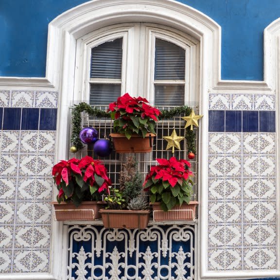  Poinsettias on a the balcony of a window. 