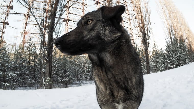 Chernobyl’s Dogs Are Genetically Distinct