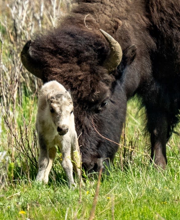 A rare white buffalo calf, reportedly born in Yellowstone National Park’s Lamar Valley, is shown on June 4, 2024, in Wyo. The birth fulfills a Lakota prophecy that portends better times, according to members of the American Indian tribe who cautioned that it’s also a warning more must be done to protect the earth and its animals. (Erin Braaten/Dancing Aspens Photography via AP)