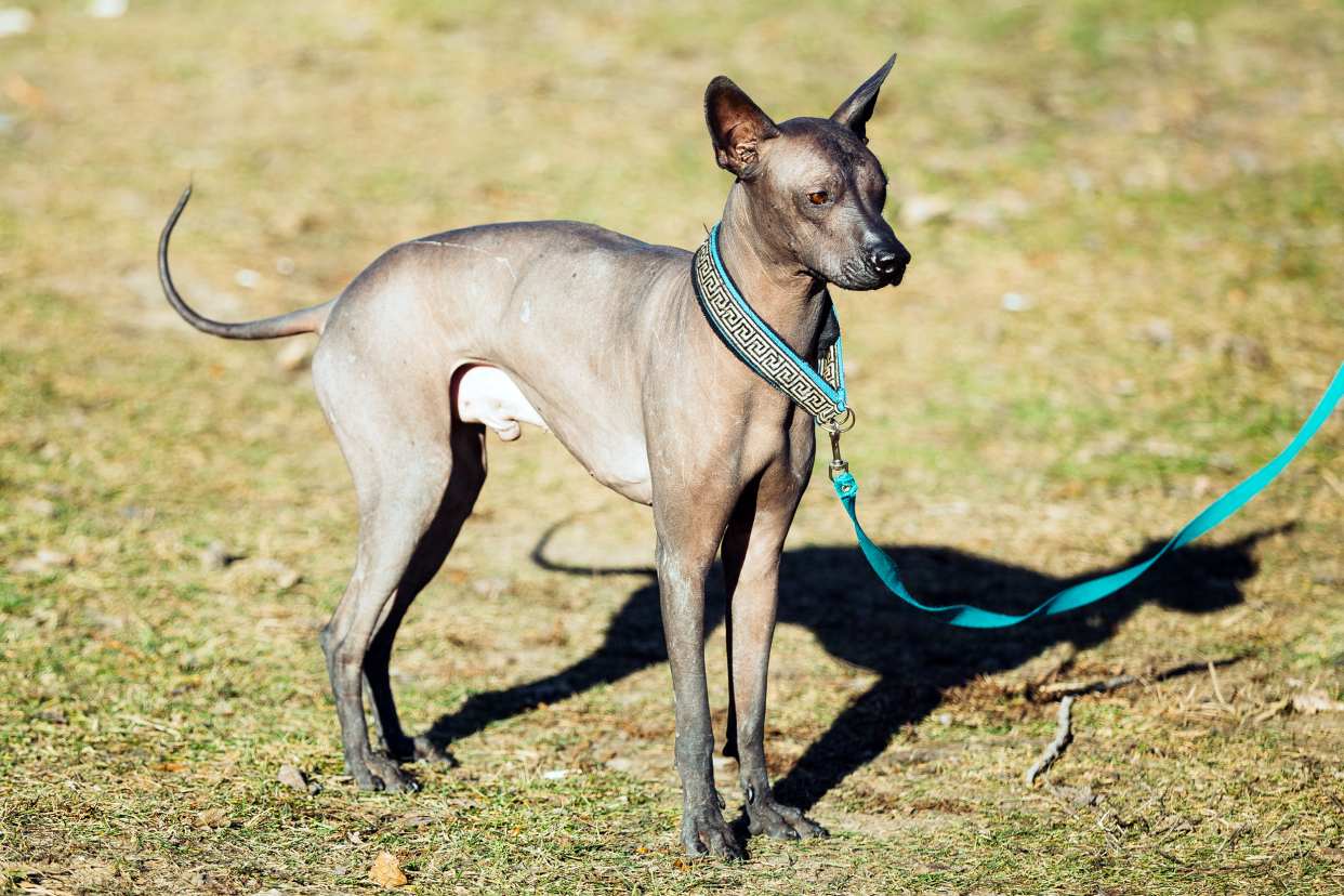 A brown Xoloitzcuintli dog standing in grass and dirt while wearing an aqua collar and leash, looking towards the right, with a blurred background