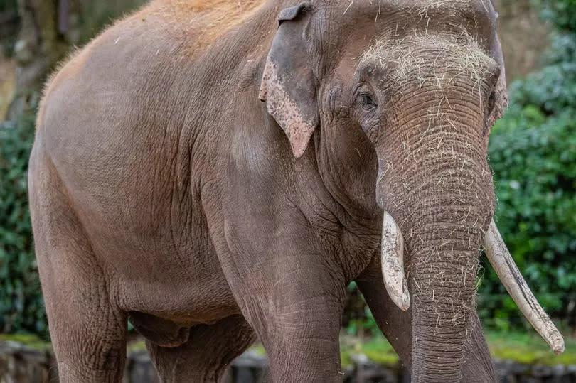 Asian elephant Aung Bo at Chester Zoo -Credit:Chester Zoo