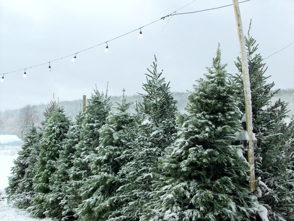 Kansas: Delp Christmas Tree Farm