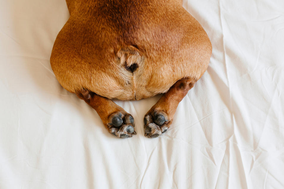 top view of funny french bulldog