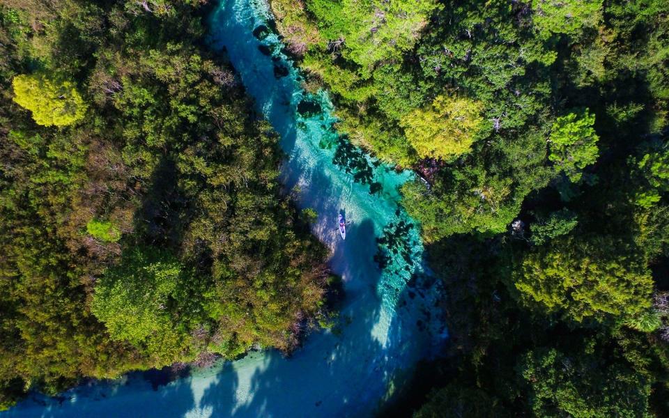 Crystal River weaves its way through the park's vegetation