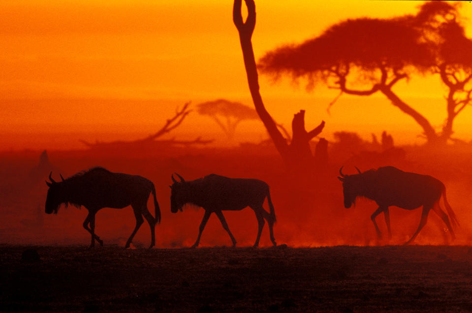 Wildebeests walking in sunrise dust. PHOTO: andBeyond