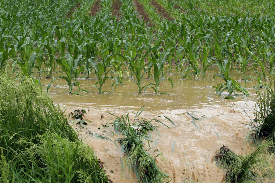 Flooded cornfield with muddy water spilling over into a ditch.