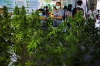 Cannabis exhibiton in Thailand