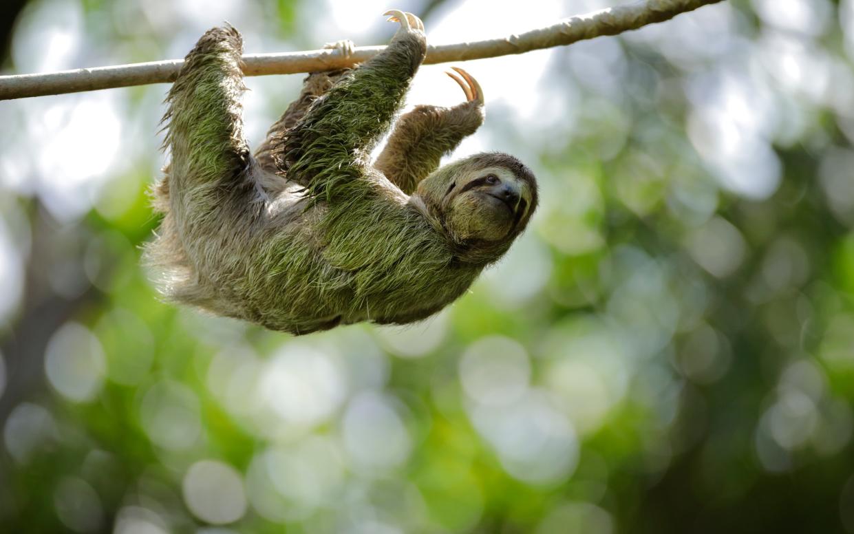 Sloths, monkeys and cheerful people – what's not to like? - Juan Carlos Vindas