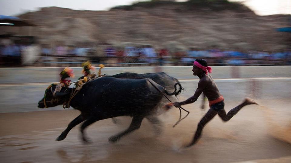 Una carrera de kambala