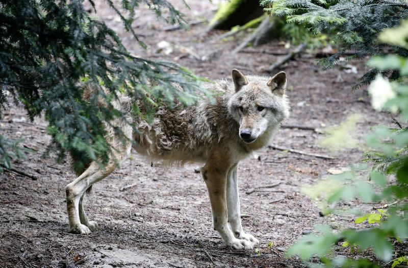 Wolf is seen in a near-natural enclosure at Langenberg Wildlife Park in Langnau am Albis