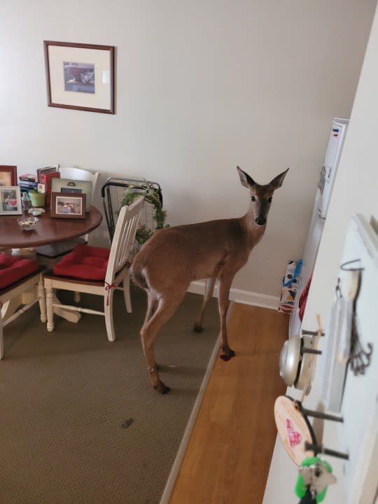 Mukwonago Deer Vs Window