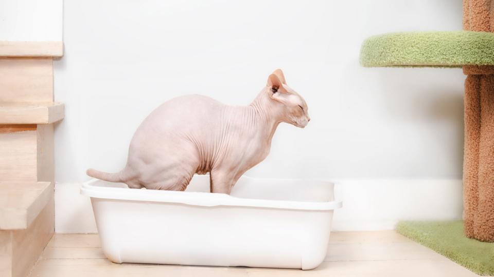 Cat pulls a face while using litter box