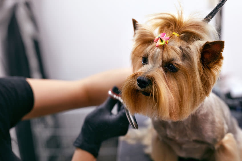 Dog Gets Hair Cut At Pet Spa Grooming Salon. Closeup Of Dog