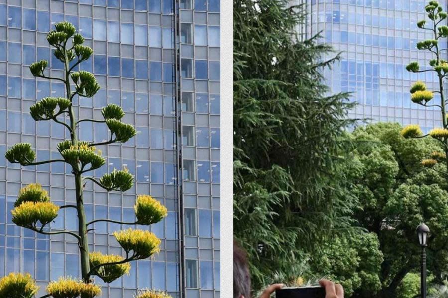 ¡Florece una vez al siglo! Agave mexicano causa sensación en parque de Japón