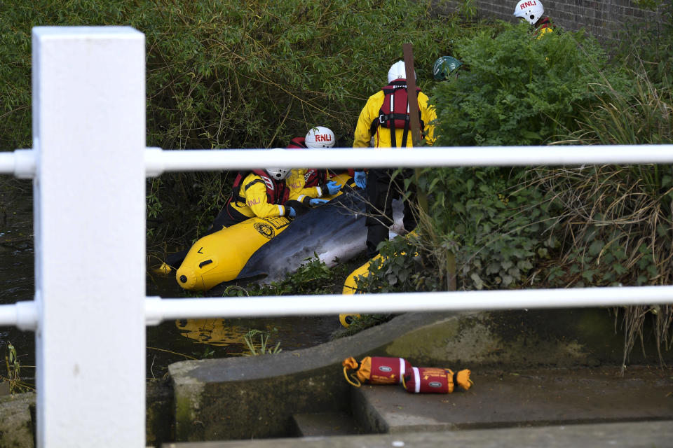 Lifeboat workers attempt to assist a stranded young Minke whale on the River Thames near Teddington Lock, in London, Monday, May 10, 2021. A Port of London Authority spokesperson said a whale had never been seen this far up the Thames before, 95 miles from its mouth. The whale had been freed on Sunday after it became stuck at Richmond lock but has remained in the Thames. (AP Photo/Alberto Pezzali)