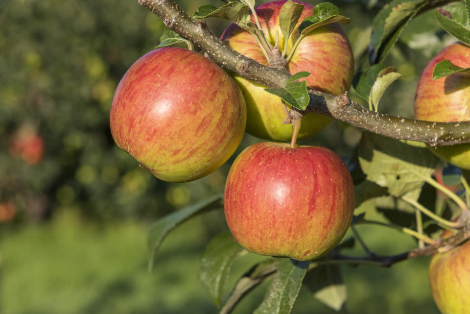 Vielerorts dürfen Äpfel derzeit kostenlos gepflückt werden. (Bild: Getty Images)