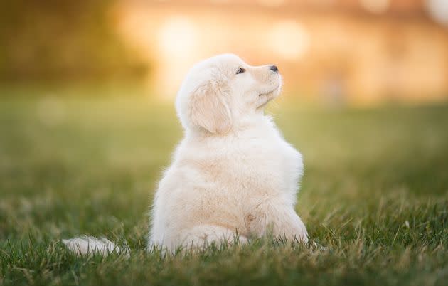 How bad do you want to squeeze this little floof?  (Photo: MATTHEW PALMER via Getty Images)