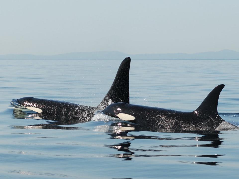 Two Southern Resident killer whales float above the water.