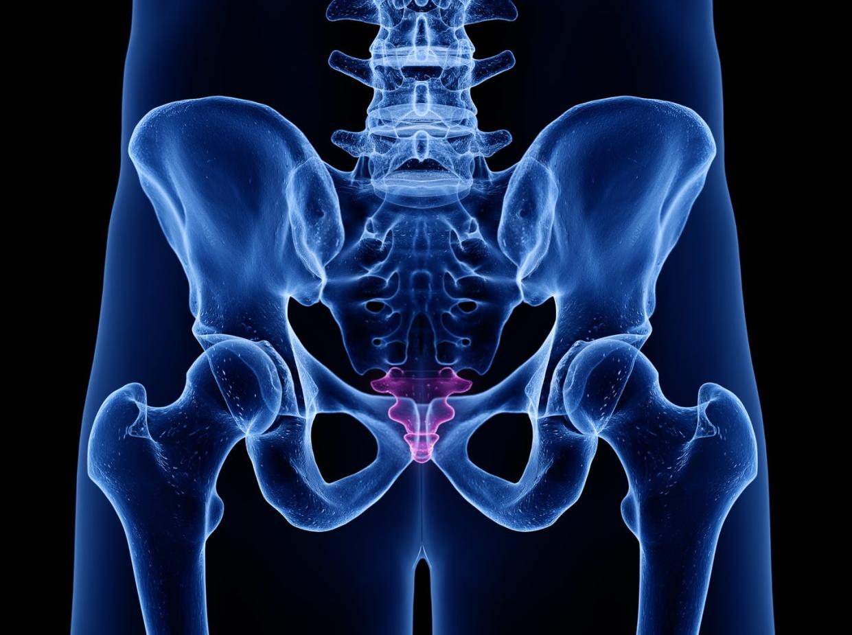 <span class="caption">Coxis humano.</span> <span class="attribution"><a class="link " href="https://www.shutterstock.com/es/image-illustration/3d-rendered-medically-accurate-illustration-coccyx-1470844526" rel="nofollow noopener" target="_blank" data-ylk="slk:Shutterstock / SciePro;elm:context_link;itc:0;sec:content-canvas">Shutterstock / SciePro</a></span>