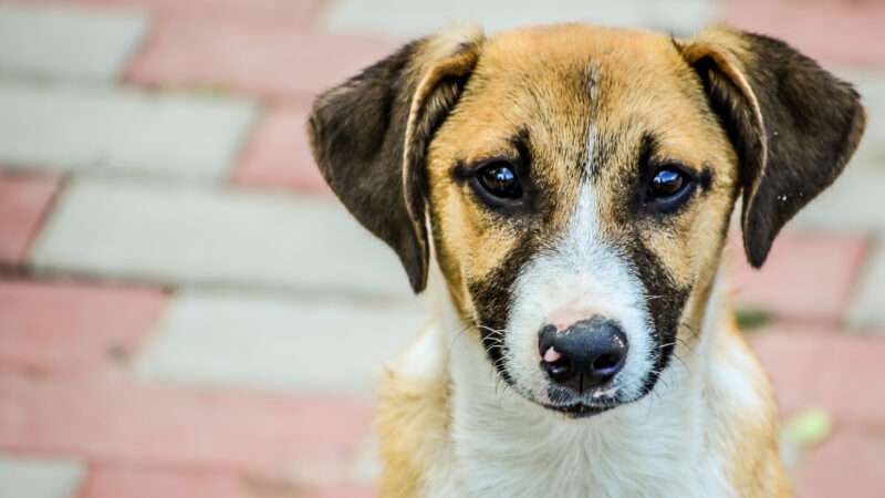 An adorable brown and white dog with traces of black around the nose and eyes.
