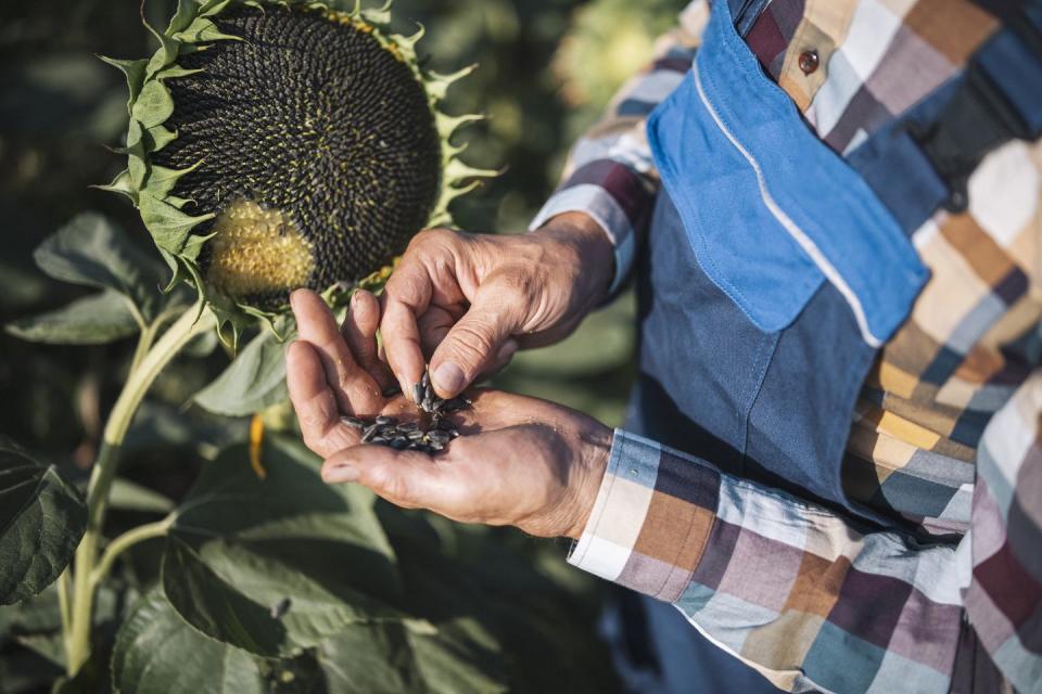 farmer examining growth quality of sunflowers seeds