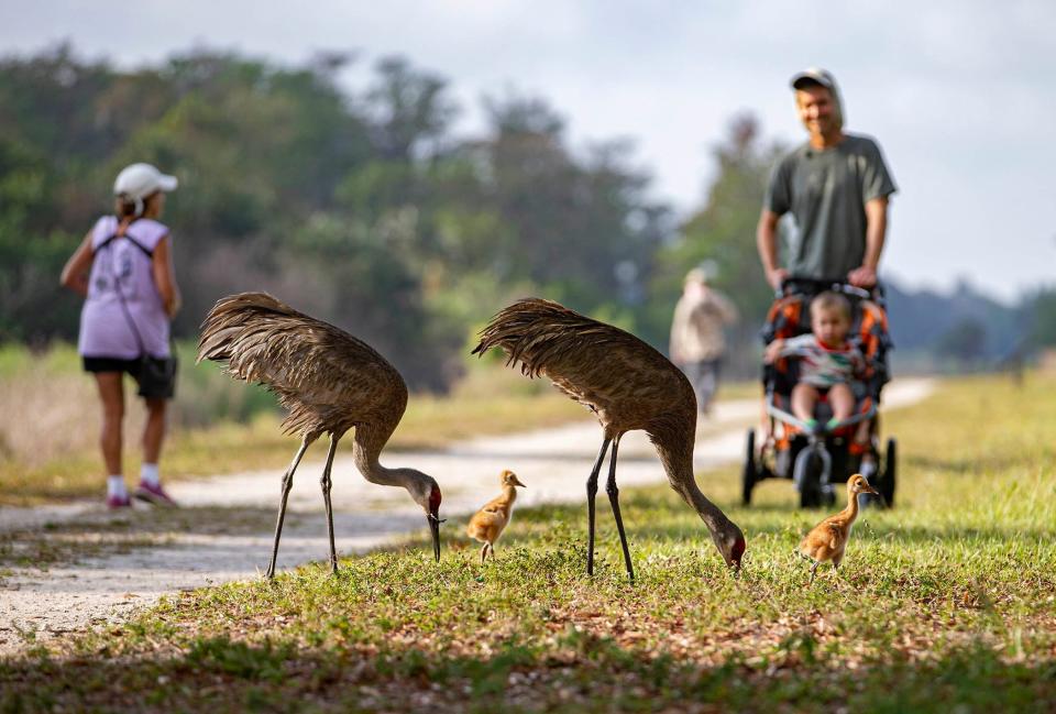 A pair of sandhill cranes with chicks cross the Marsh Trail at Arthur R. Marshall Loxahatchee National Wildlife Refuge in Boynton Beach, Florida on April 22, 2024.