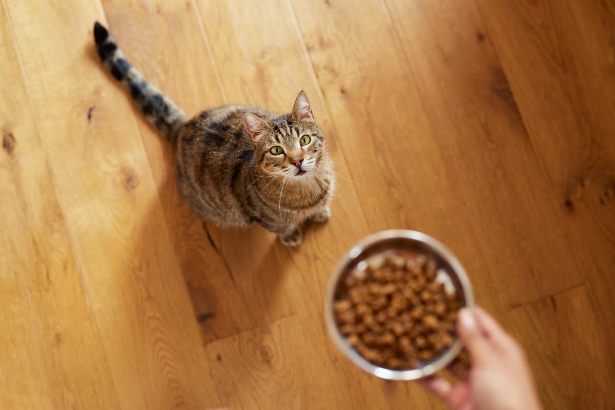 A cat awaiting a bowl of food from its mom<p>Rido via Shutterstock</p>