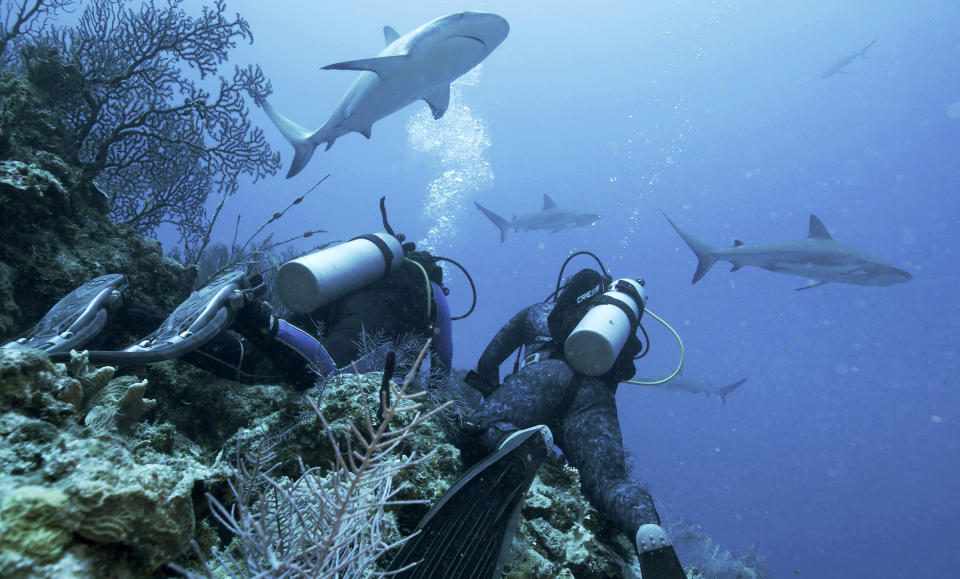 This image released by Discovery shows dive tech and Bahamian shark expert Sky Minnis, left, and Dr. Tristan Guttridge surrounded by tiger sharks during their first dive together, in a scene from "Monster of the Bermuda Triangle," premiering July 24 during Shark Week on Discovery. (Discovery via AP)