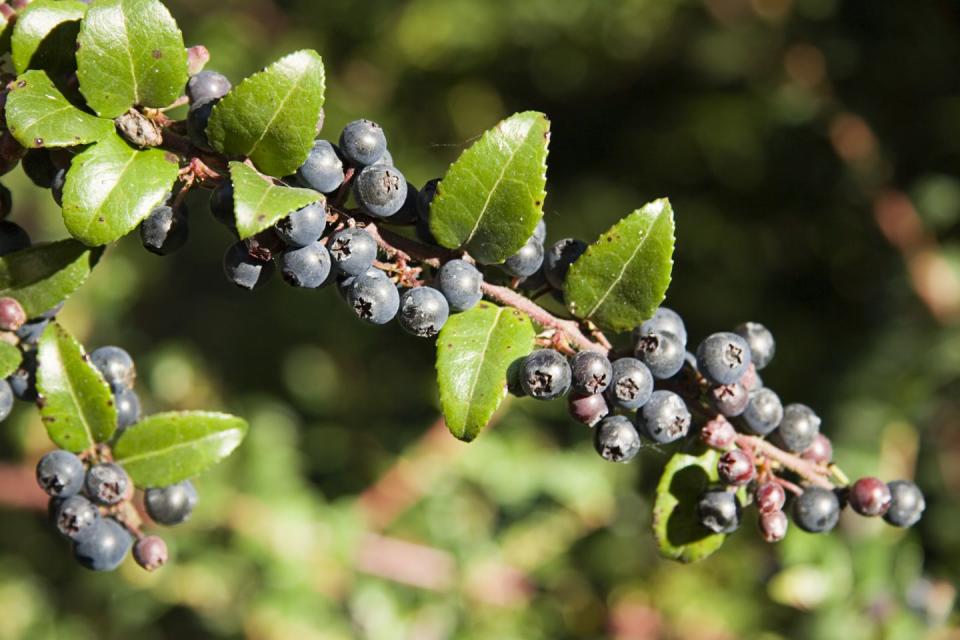 <p><strong>State Fruit: Wild Huckleberry </strong></p><p>Idaho is famed for their state vegetable, the potato, but their state fruit is the blueberry like wild huckleberry. </p>