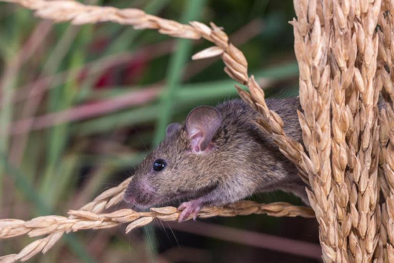 'Dead mouse' found in microwaveable rice turns out to be mould: 'My wife is uncontrollably vomiting'