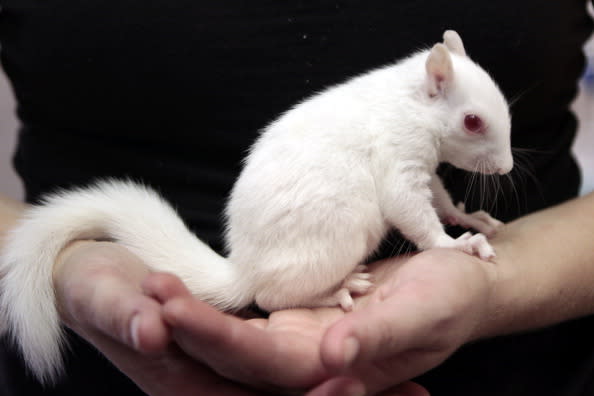 Albino squirrel