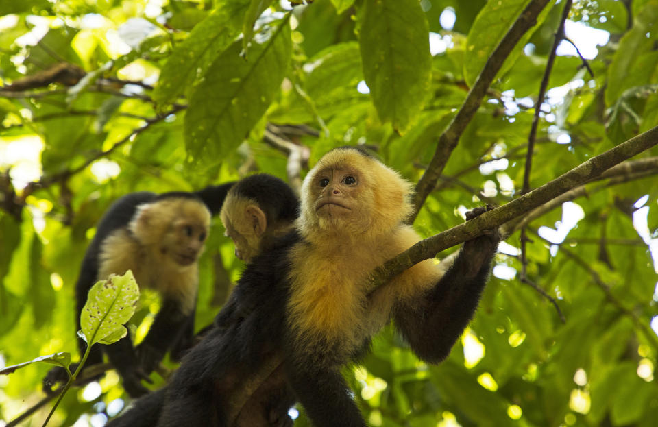 Monkeys from Costa Rica (Photo: Getty)